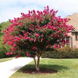 PINK CREPE MYRTLES TREES $40.00 EACH!