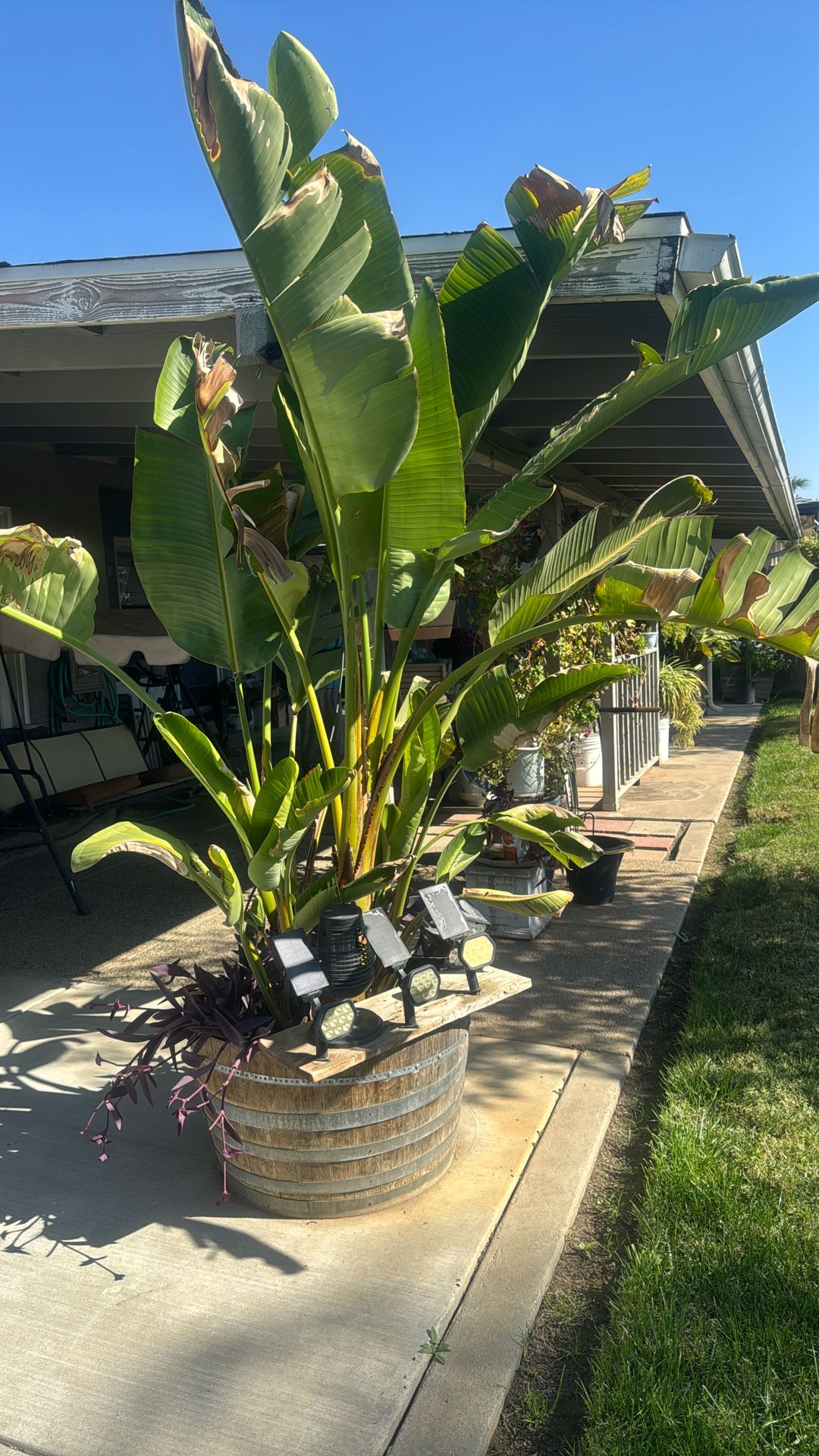 Esta planta de White Bear, ya floreó y echa la forma muy bonita, un pajarito blanco, lo estoy dando por 150