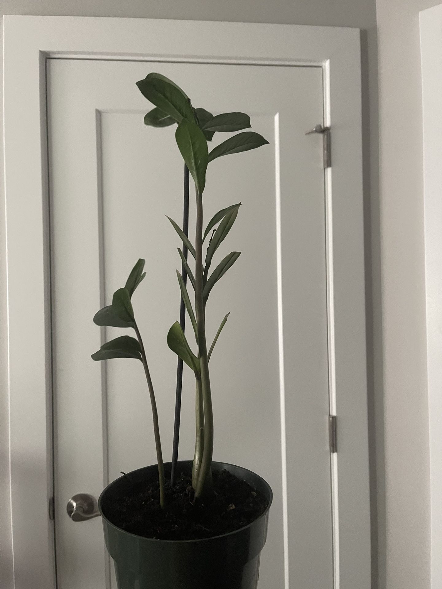 ZZ Plant