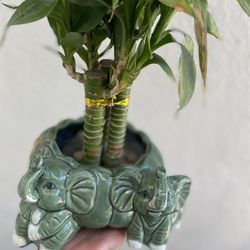 Lucky bamboo