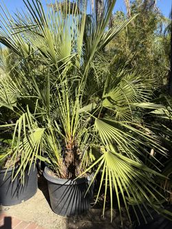 Mediterránean Palms!