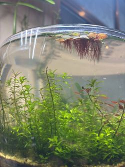Aquarium plant cuttings