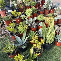 Variety Of Succulents Plants 