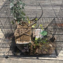 Chameleon Cage 