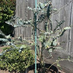 Eucalyptus Tree