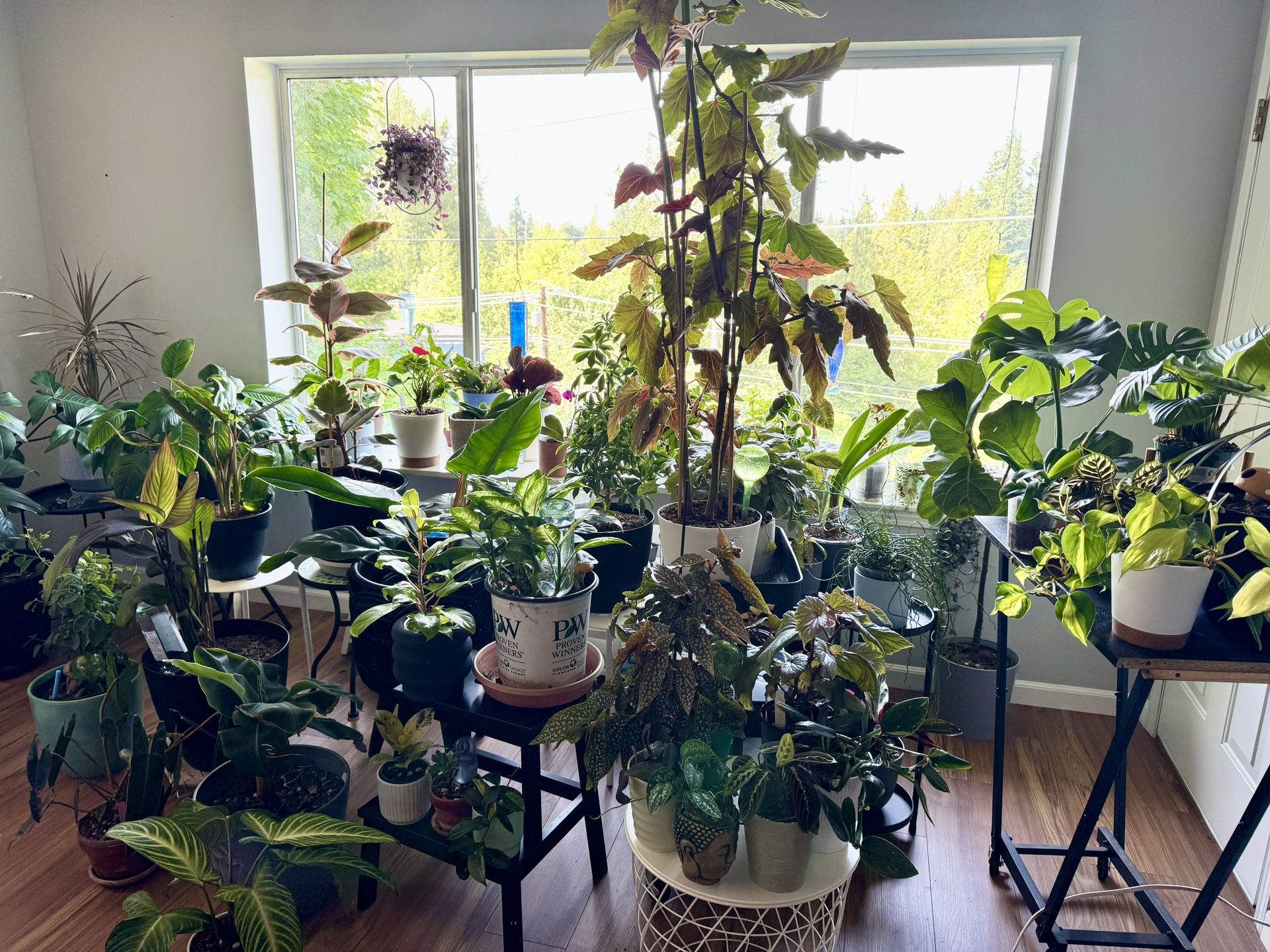 Moving Sale - Variety Plants W Pots & Cuttings, Prices Vary By Size And Pots