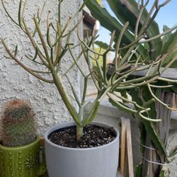 Pencil cactus / Euphorbia tirucalli succulent plant with planter