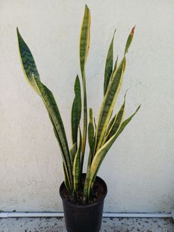 Snake Plant