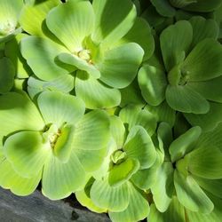 Water Lettuce Pond Plants