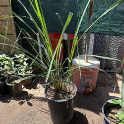 Lemongrass Plans In 5 Gallon $20 Price Firm 