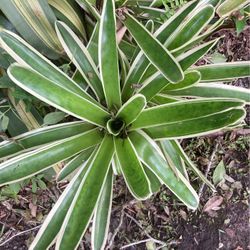 Pretty Green And White Bromeliads For Sale