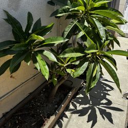 Plumeria Plants