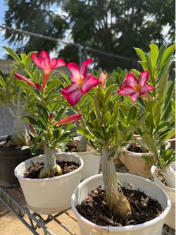 Desert Rose