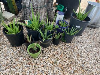 Aloe Vera