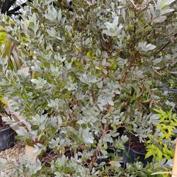 Silver Buttonwood Hedges 15gl $45🌱