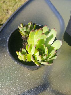 Hens and chicks plants