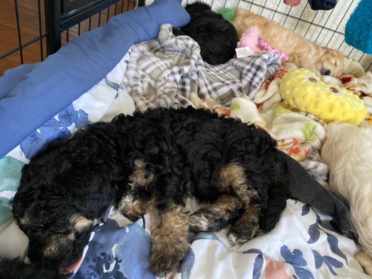 Mini Toy Poodle For In Modesto Ca