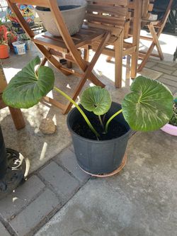 Leopard plant