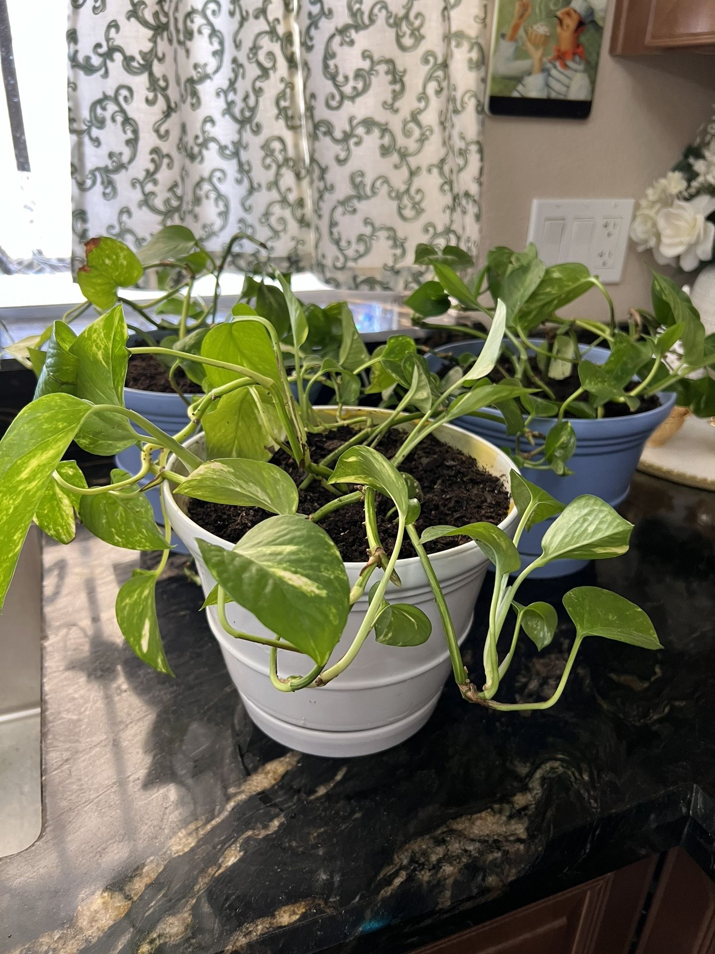 Ceramic Pot plant with Common ivy plant  the pot is 6.5" tall 8.5" wide 