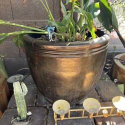 Pots With Plants 
