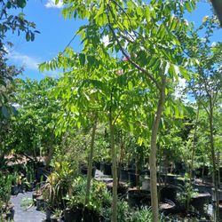 Ylang Ylang Trees🌳🌼$300