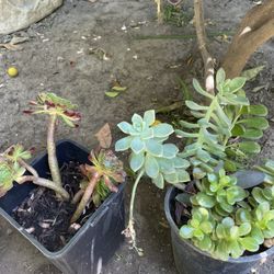 Succulents
