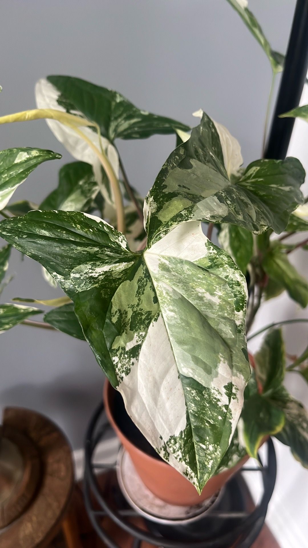 Plant clipping