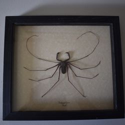 Framed Whip Scorpion (Amblypyqid sp.) - Ethically Preserved Arachnid For Decor