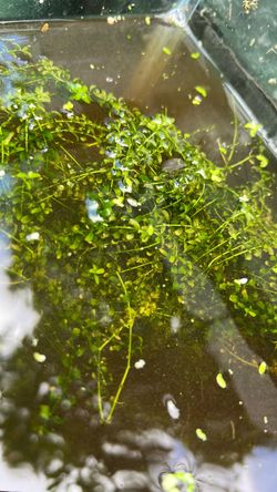 Pearlweed & Various Live Aquatic Plants