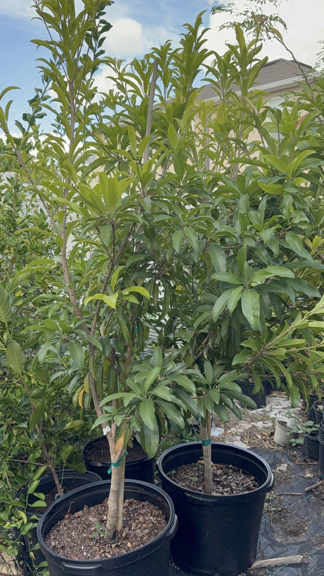 Hasya Sapodilla Tree (7 Ft Tall) 15 Gallon Pot