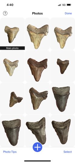 Two MEGLADON TEETH 