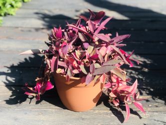 $7 Mix purple heart and wandering Jew plant