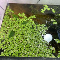 Aquarium Floating Plant. Giant Duckweed