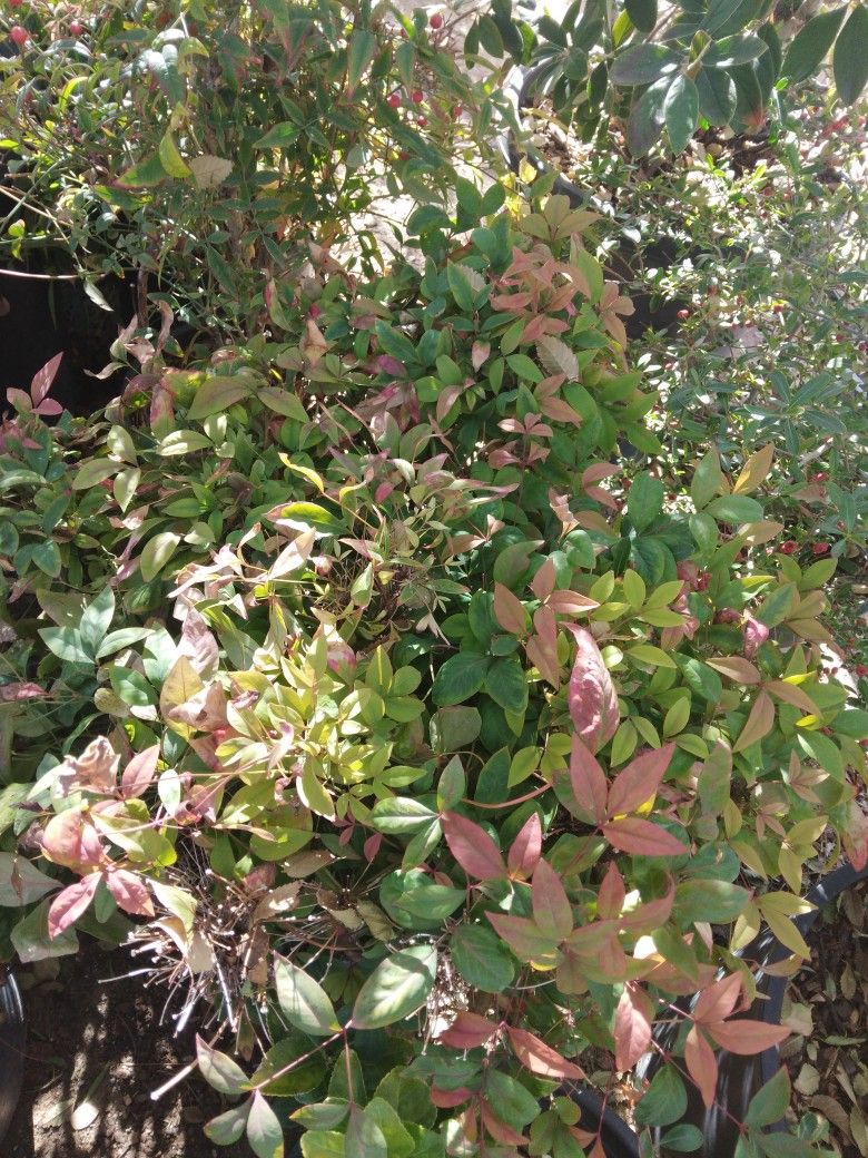 Bushes Plant.