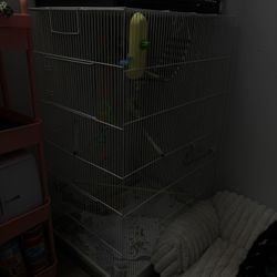 Bird Cage