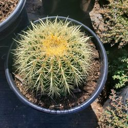 Golden Barrel Cactus