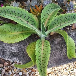 Donkey Ears Succulent Plant (Pic 2) Kalanchoe