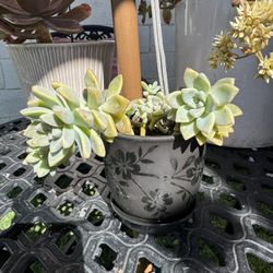 Succulent 