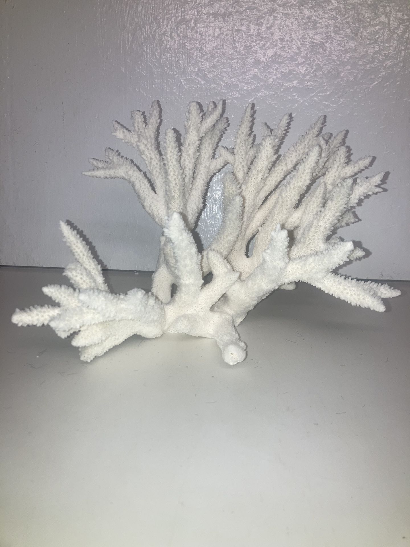 White Natural Ocean Coral