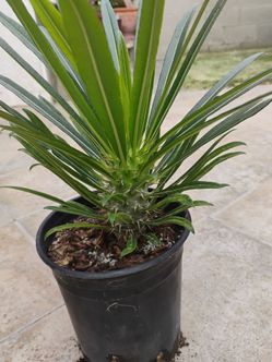 Madagascar Palm tree 🌴