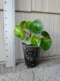 Variegated Peperomia Raindrop plant