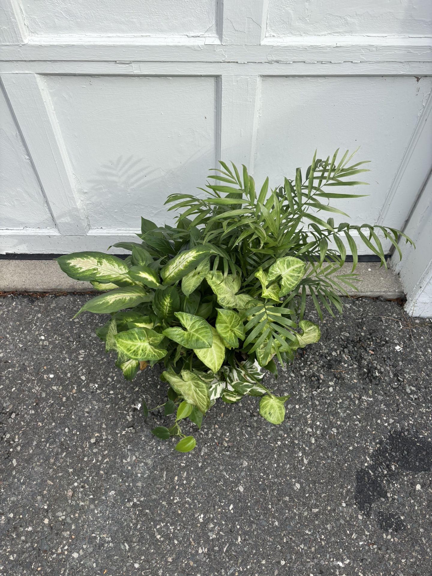 Plants