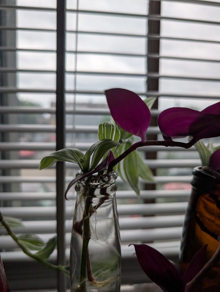 Tradescantia Inch Plant Cuttings