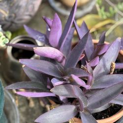 Beautiful Purple Harts