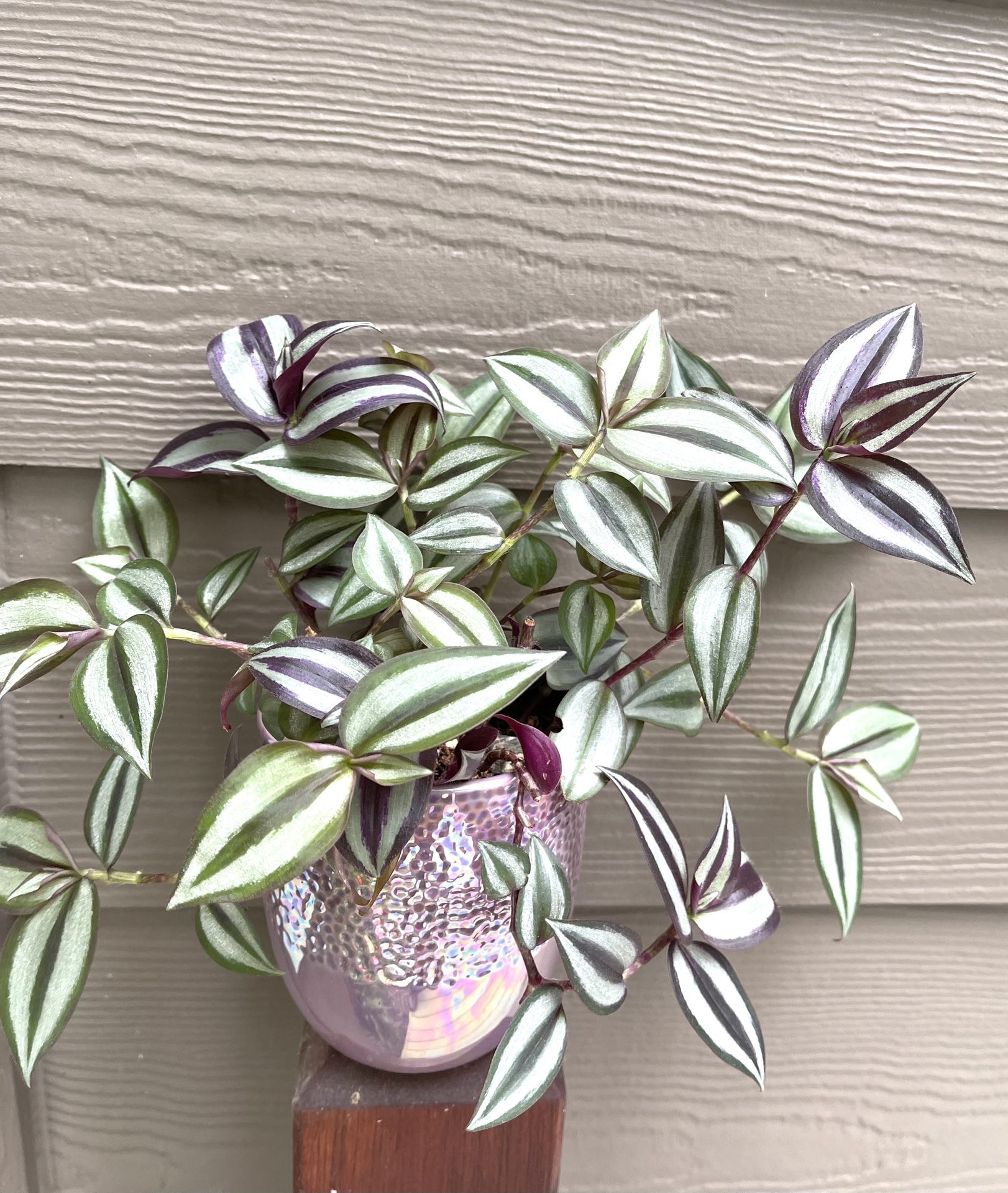 🎁 Inch Plant, Zebrina House Plant In Beautiful Ceramic Pot 4.5"H.