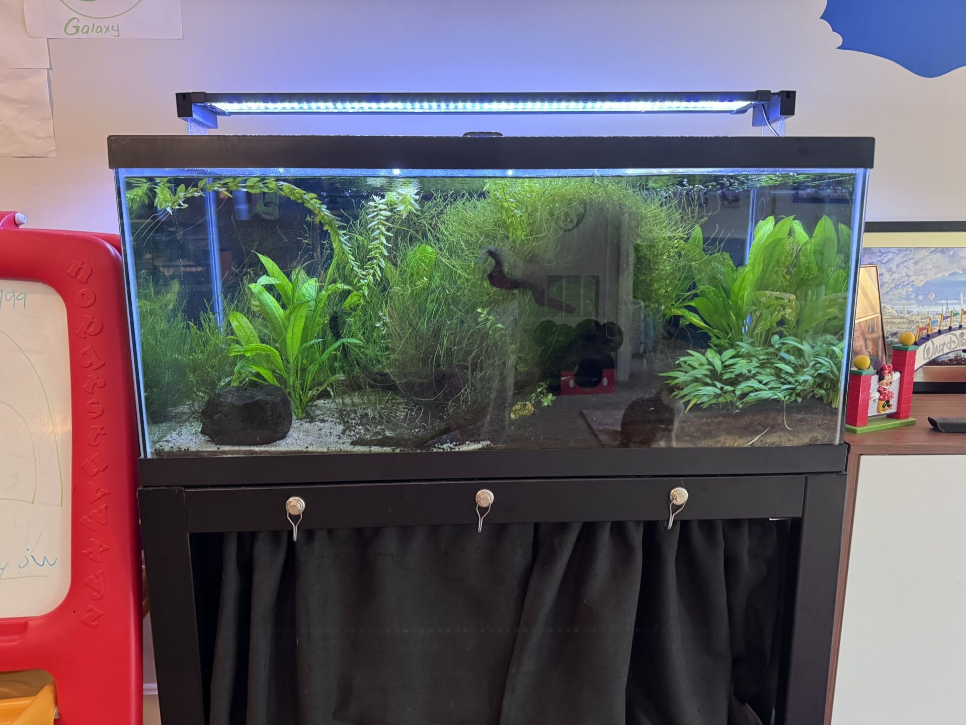 Fully Established 40 Gallon Freshwater Aquarium