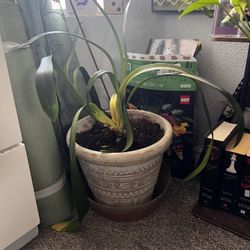 Plant With Vase 