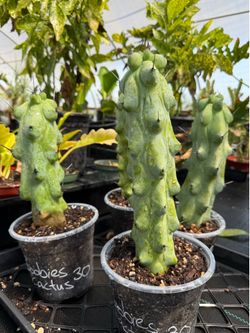 Boobies Cactus