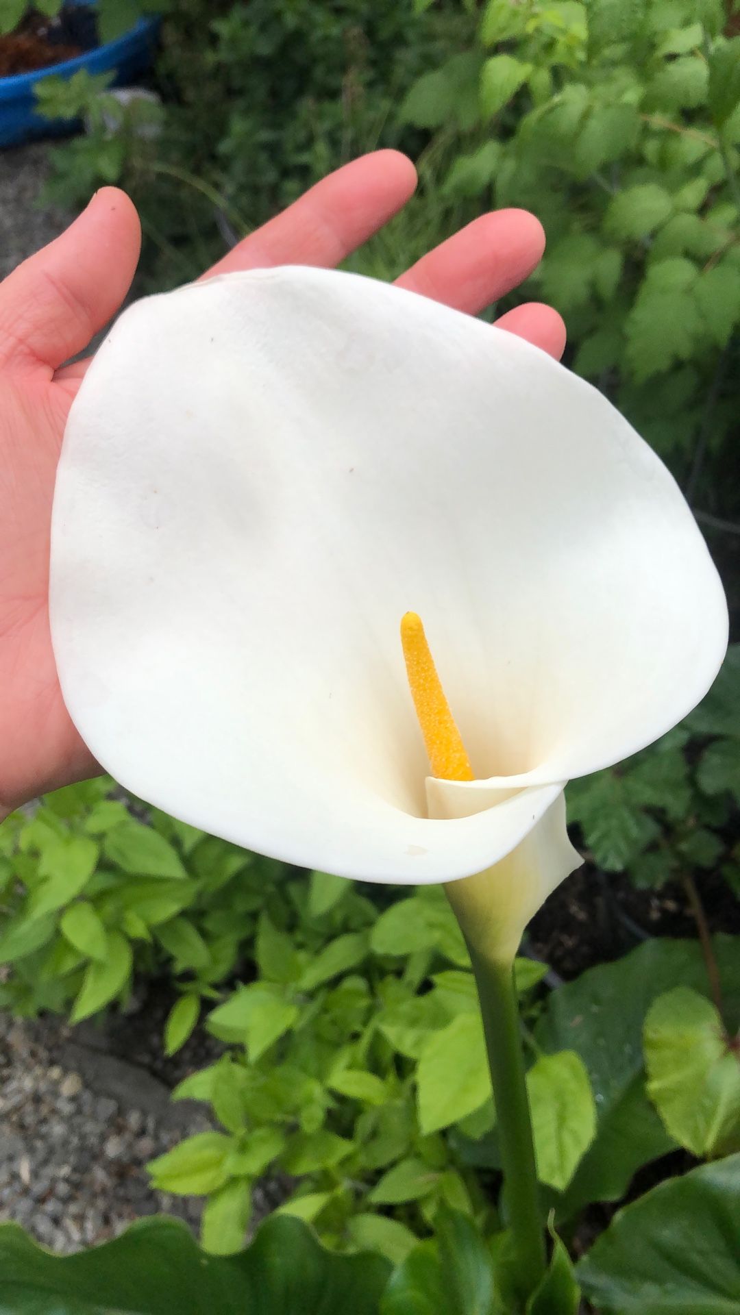 Calla Lily