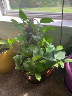 Plants
